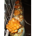 Мицелий Опенка намеко / Фолиота намеко (Pholiota nameko)